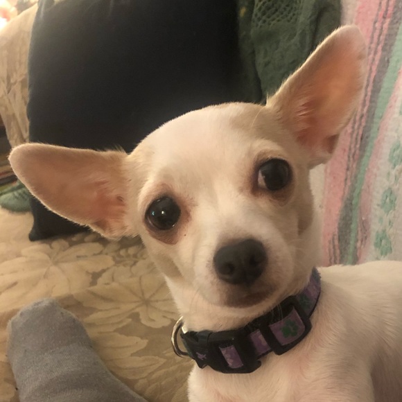 Experienced seller- new to Poshmark. - Picture 3 of 7